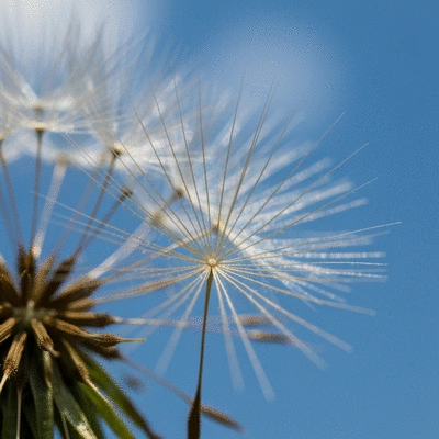 Detailed cross-section of a whole grain kernel showing bran, germ, and endosperm